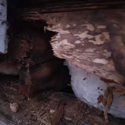 Wood Siding Replacement